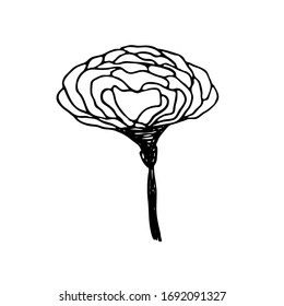Black line simple rose isolated on the white background. Vector illustration of flower for emblem, icon, beauty decoration. Hand drawn doodle flower image with rose countour. Art for T-shirt.