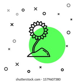 Black line Sunflower icon isolated on white background.  Vector Illustration