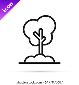 Black line Tree in the ground icon isolated on white background. Forest symbol.  Vector Illustration