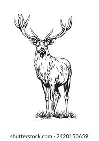 Black line vector drawing of wild deer isolated on white background