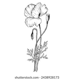 Black linear design poppy flower composition. Hand drawn with black inks botanical vector illustration in outline style. Monochrome sketch.