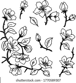 Black linear image of blooming cherry flowers, set of flowers
