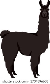Black llama Lama glama Flat vector illustration Isolated object set