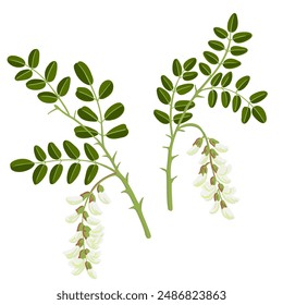 langosta negra, falsa acacia, rama de árbol de dibujo de Vector con flores y hojas verdes aisladas sobre fondo blanco, Robinia pseudoacacia, ilustración dibujada a mano