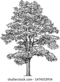 Black Locust Tree Illustration, Drawing, Engraving, Ink, Line Art, Vector