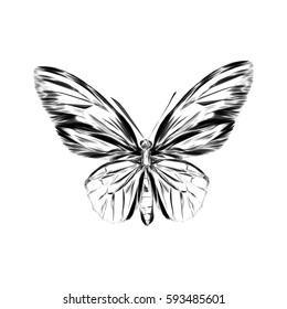 Black logotype of butterfly isolated on white background. Vector illustration in abstract style