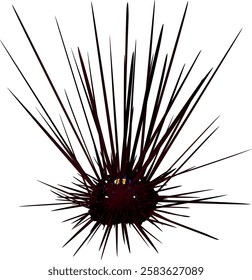 'Black long spine urchin' illustration. Vector EPS format