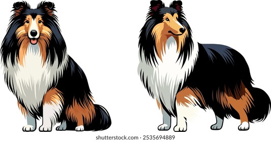 A black long-haired collie breed dog isolated