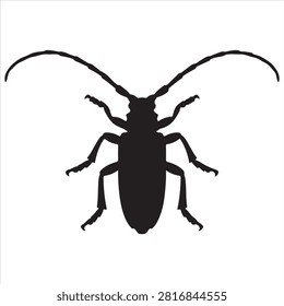 A black longhorn beetle
