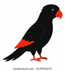 Black  Lorikeet vector on white background.