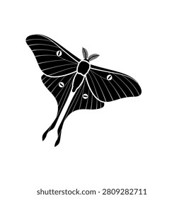 Black luna moth with white details