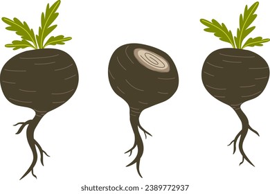 Black maca or Peruvian ginseng plant. Healthy root vegetable. white background. Natural remedy vector graphic. Flat cartoon illustration isolated on white background.