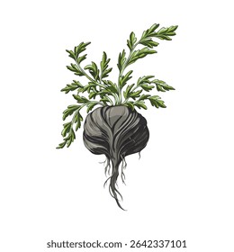 Black maca root with green leaves, hand drawn illustration in watercolor. Healthy, organic nutrition. Medicinal superfood. Peruvian vegetable. Vector. Isolated background.