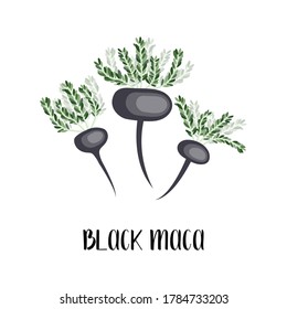 Black maca root. Peruvian ginseng. Lepidium meyenii. Superfood. Healthy organic ingredient. Vector flat illustration