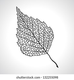 Black macro leaf of birch tree isolated.