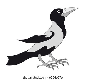 black magpie isolated