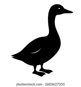 Black and mallard ducks standing isolated on a white background