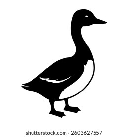 Black and mallard ducks standing isolated on a white background