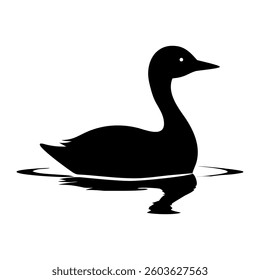Black and mallard ducks standing isolated on a white background