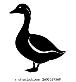 Black and mallard ducks standing isolated on a white background