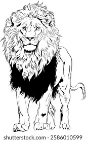 black maned african lion illustration.