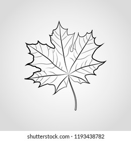Black Maple leaf vector icon isolated on gray background
