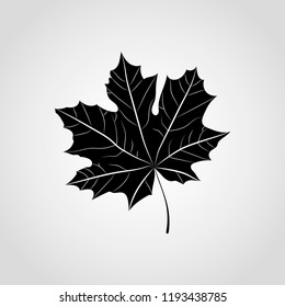 Black Maple leaf vector icon isolated on gray background