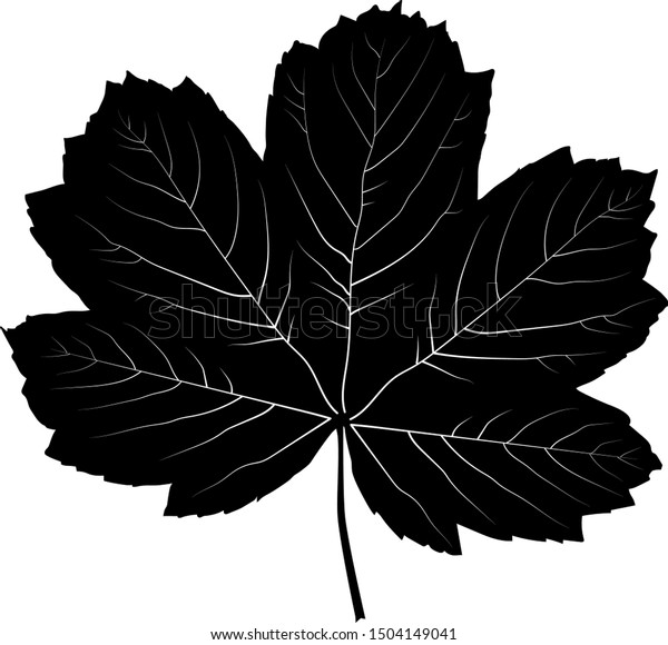 Black Maple Leaf Vector Silhoutte Stock Vector (royalty Free 