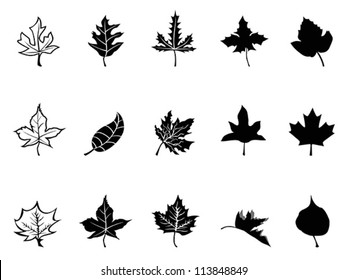 Black Maple leaves silhouette