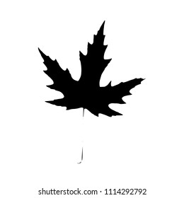 Black maple silhouette with leaf of tree. Single isolated clipart. Prints of leaves on branch. Flora and nature theme for paper cutting scrapbook design