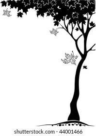black maple tree