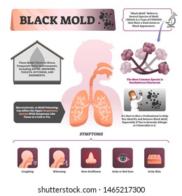 Black mold vector illustration. Labeled symptoms and description infographic. Educational biological explanation with microscopic closeup, common environment, health effects and control recommendation