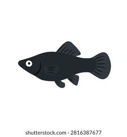 Black molly fish flat illustration isolated on white background. Freshwater aquarium ornamental fish icon for aquatic pet, fishkeeping, aquarium decoration, and education