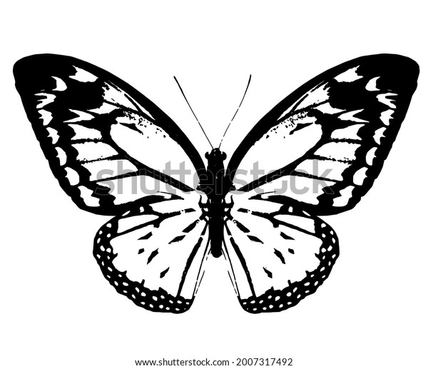 Black Monarch Butterfly Isolated On White Stock Vector (Royalty Free ...