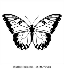 Black monochrome Butterfly Silhouette Vector illustration