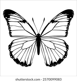 Black monochrome Butterfly Silhouette Vector illustration