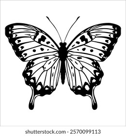 Black monochrome Butterfly Silhouette Vector illustration