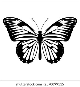 Black monochrome Butterfly Silhouette Vector illustration