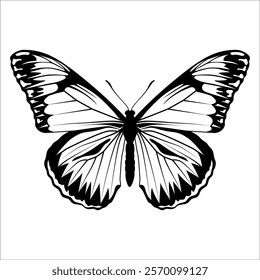 Black monochrome Butterfly Silhouette Vector illustration