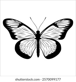 Black monochrome Butterfly Silhouette Vector illustration