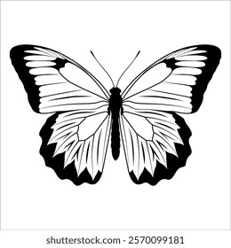 Black monochrome Butterfly Silhouette Vector illustration