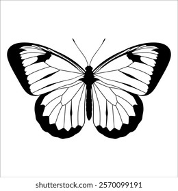 Black monochrome Butterfly Silhouette Vector illustration