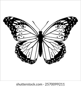 Black monochrome Butterfly Silhouette Vector illustration