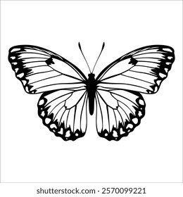 Black monochrome Butterfly Silhouette Vector illustration