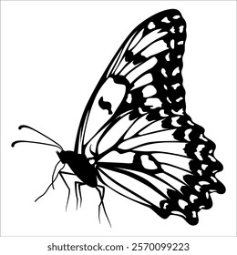 Black monochrome Butterfly Silhouette Vector illustration