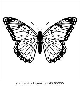 Black monochrome Butterfly Silhouette Vector illustration