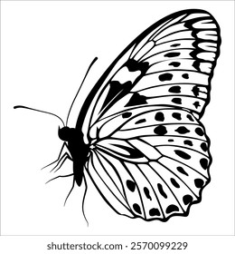 Black monochrome Butterfly Silhouette Vector illustration