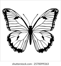 Black monochrome Butterfly Silhouette Vector illustration