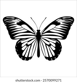 Black monochrome Butterfly Silhouette Vector illustration