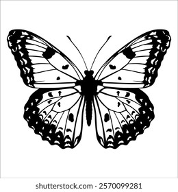 Black monochrome Butterfly Silhouette Vector illustration